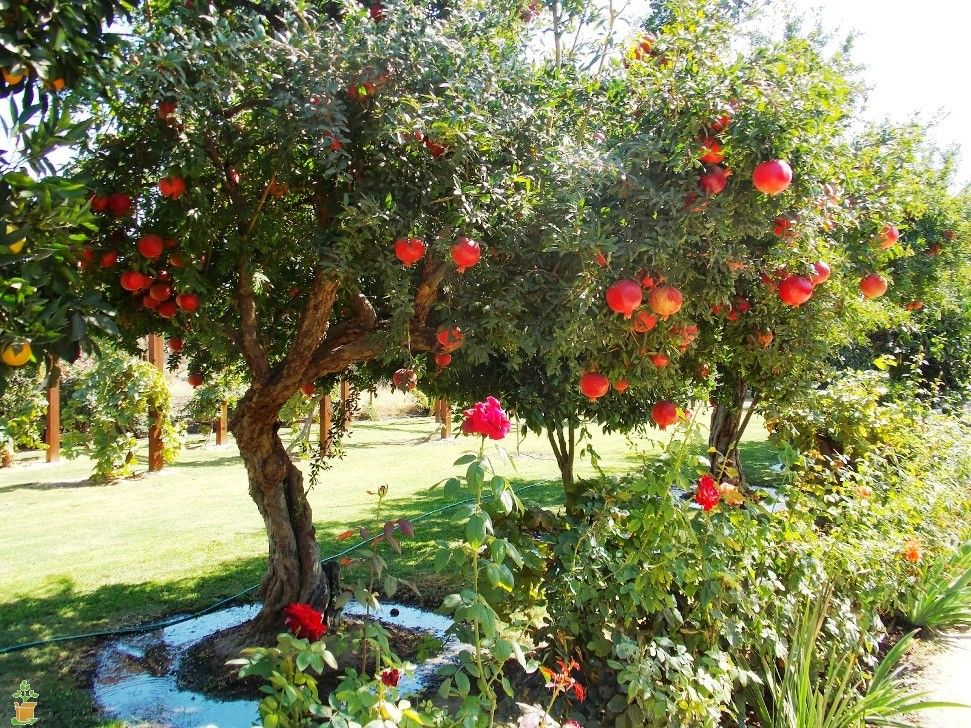 Wonderful Pomegranate Tree (Height: 3 - 4 FT)