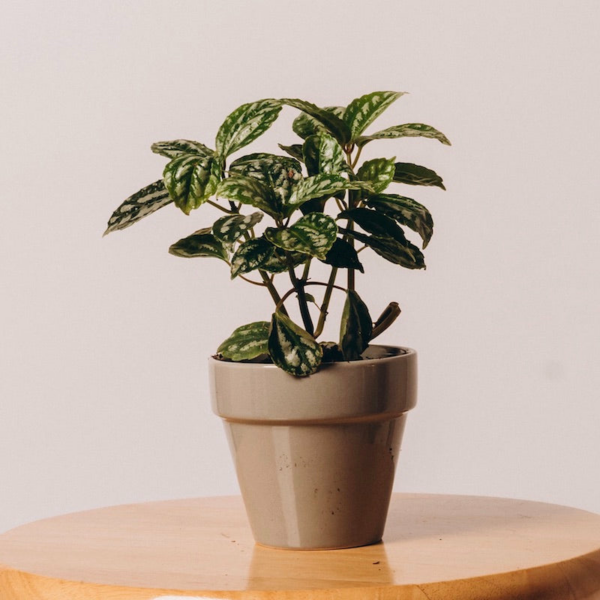 Aluminum Plant (Pilea Cadierei)