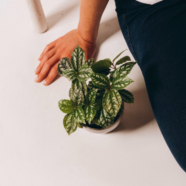 Aluminum Plant (Pilea Cadierei)