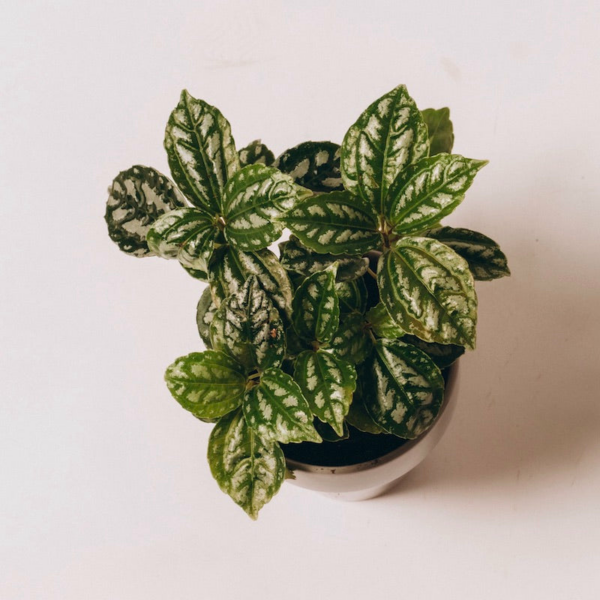 Aluminum Plant (Pilea Cadierei)