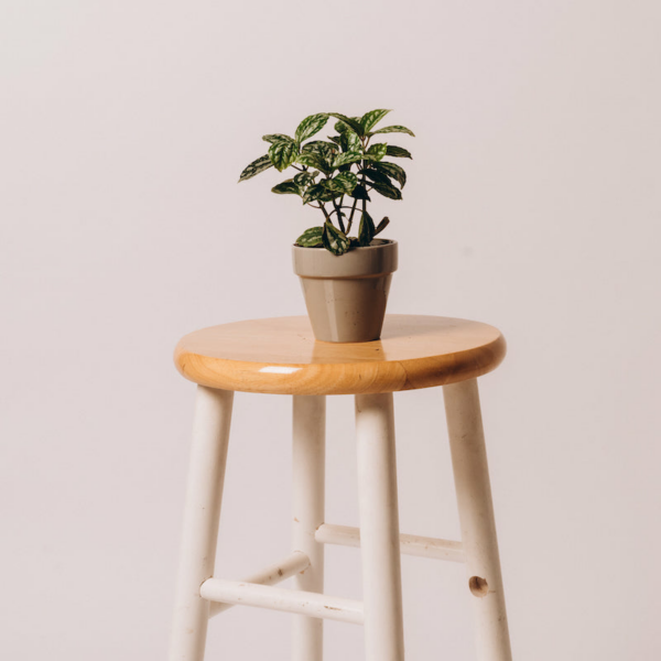 Aluminum Plant (Pilea Cadierei)