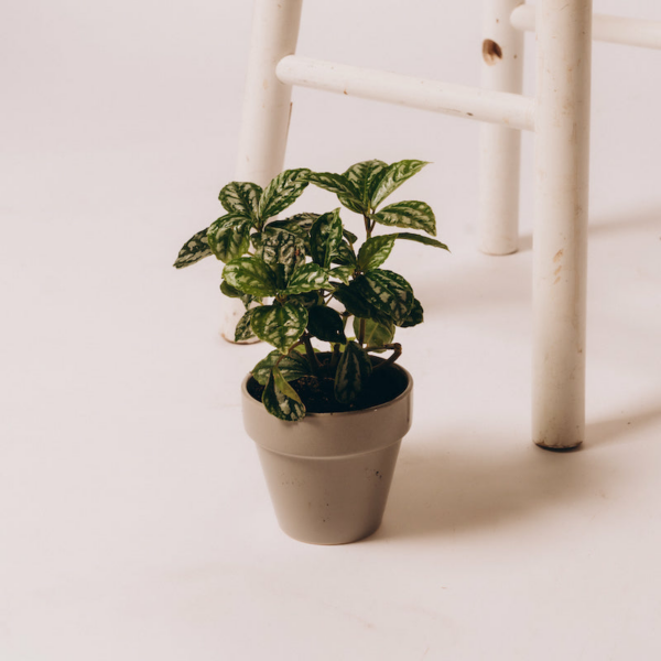 Aluminum Plant (Pilea Cadierei)