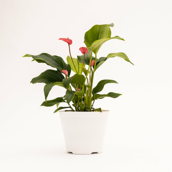 Anthurium - Pink