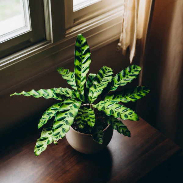 Calathea Lancifolia (Rattlesnake Plant)