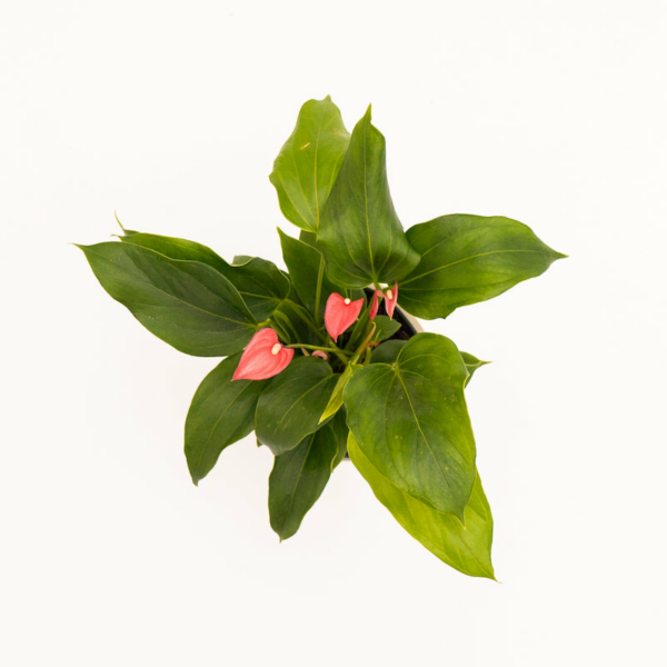 Anthurium - Pink