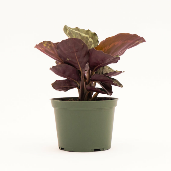 Calathea - Medallion (Veitchiana)