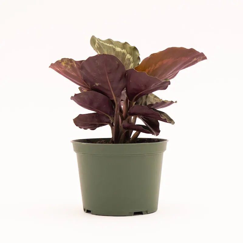 Calathea Veitchiana Medallion (Pot: Clay Pot)