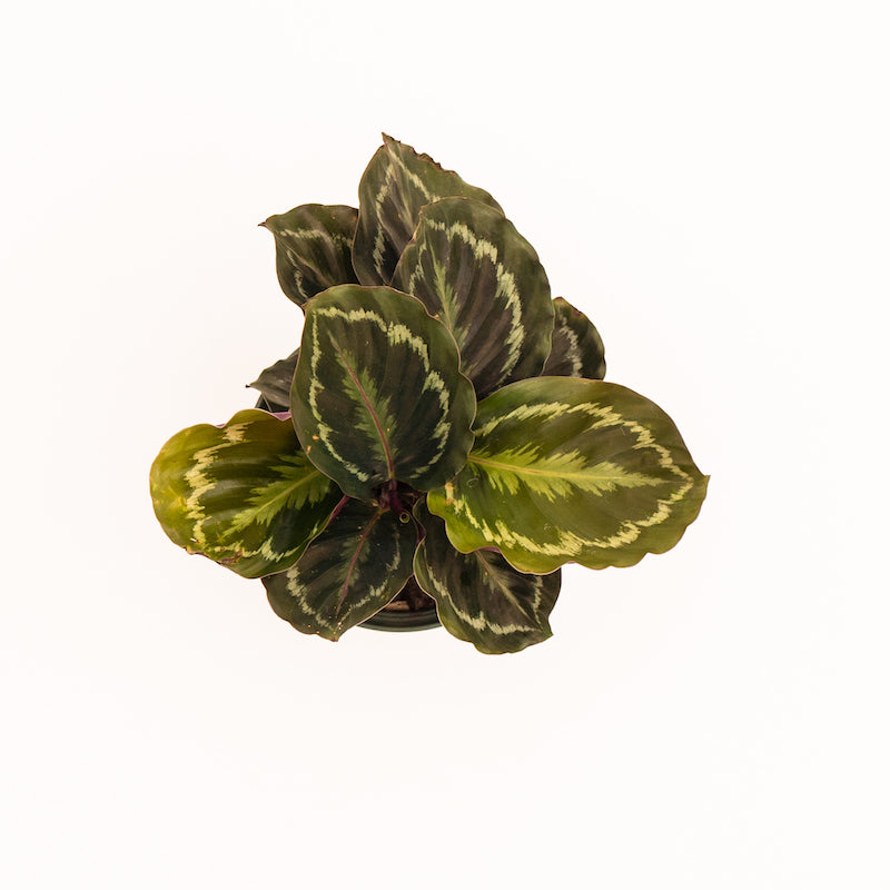 Calathea Veitchiana Medallion (Pot: Clay Pot)