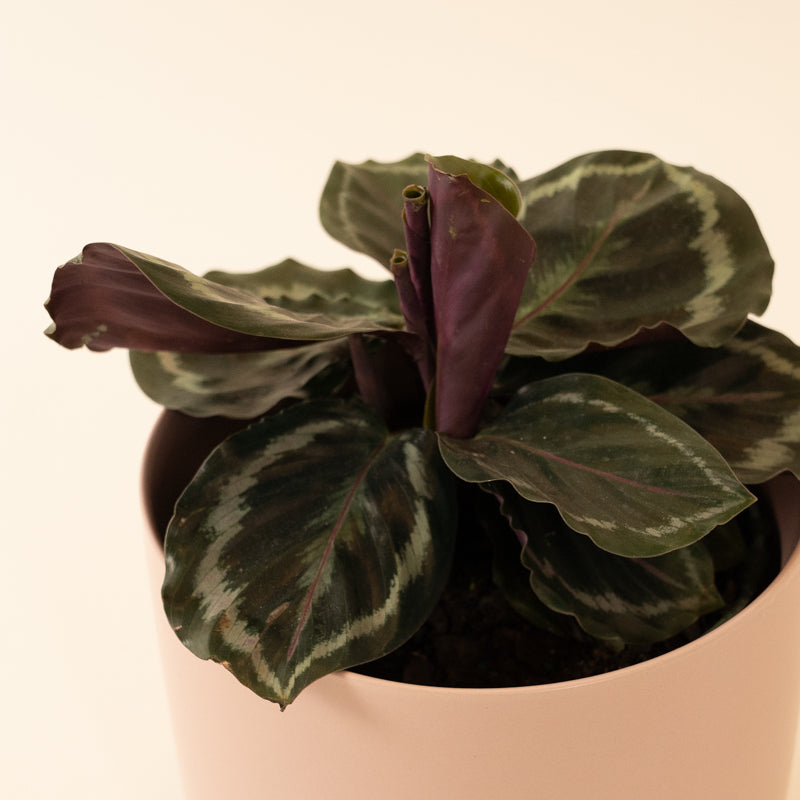 Calathea Veitchiana Medallion (Pot: Clay Pot)