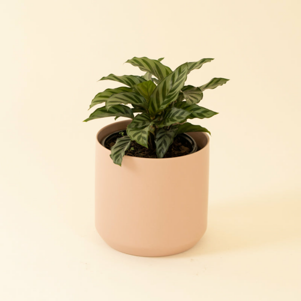 Calathea Green Concinna