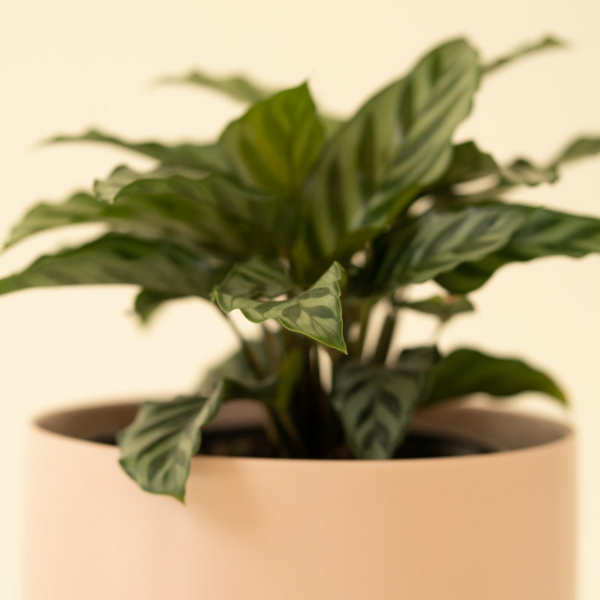 Calathea Green Concinna