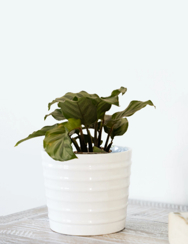 Calathea Green Concinna