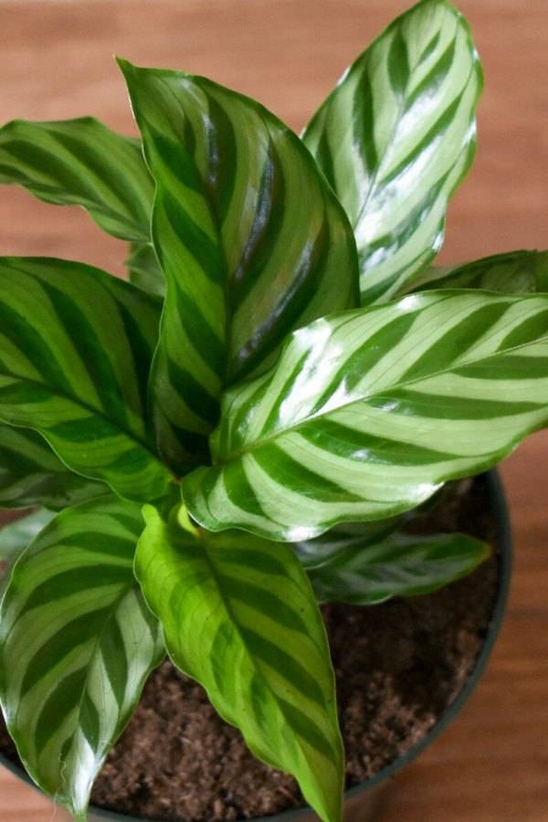 Calathea Green Concinna