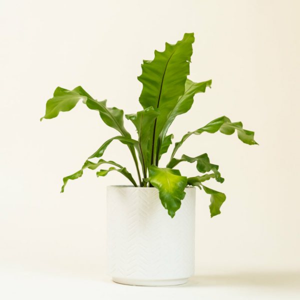 Birdsnest Fern/Crispy Wave (Asplenium nidus)