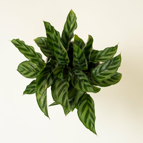 Calathea Green Concinna