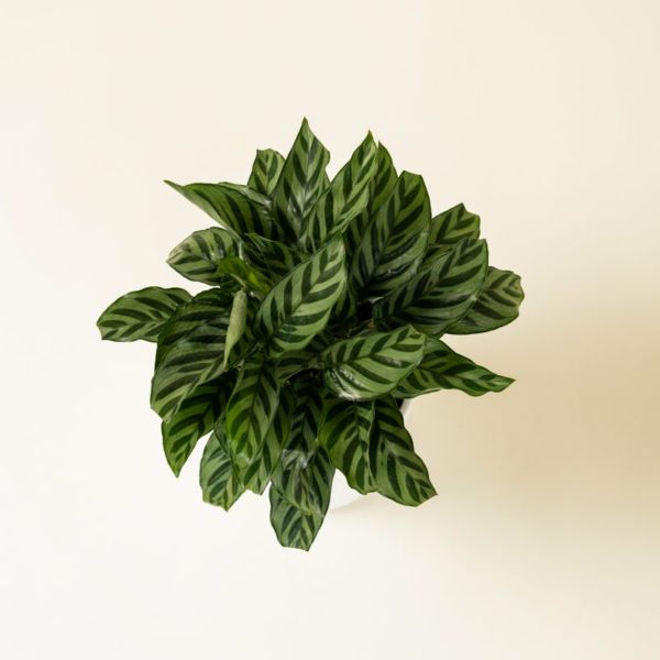 Calathea Green Concinna