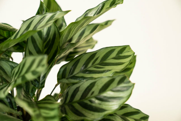Calathea Green Concinna