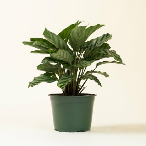 Calathea Green Concinna