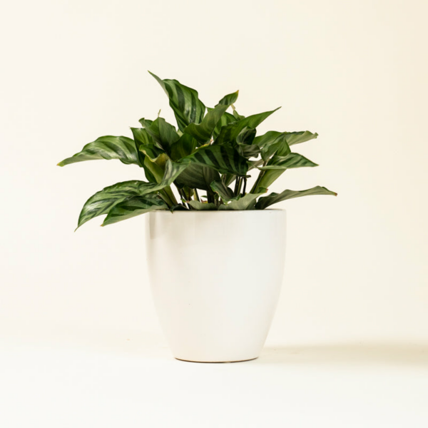 Calathea Green Concinna