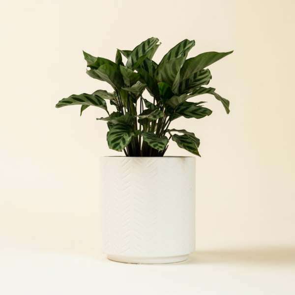 Calathea Green Concinna