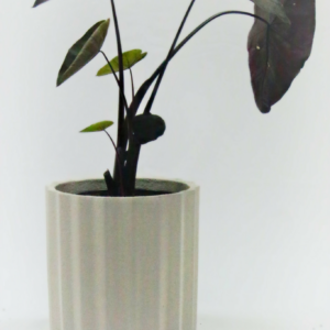 Alocasia Black Velvet