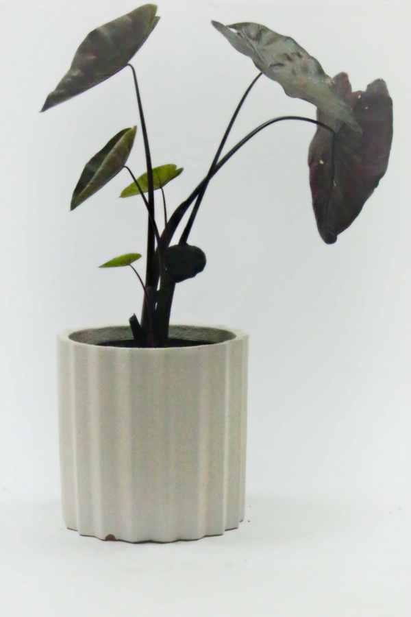 Alocasia Black Velvet