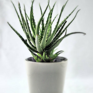 Aloe Chinensis
