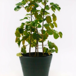 Aralia Lemon Lime