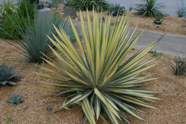 yucca filamentosa plant