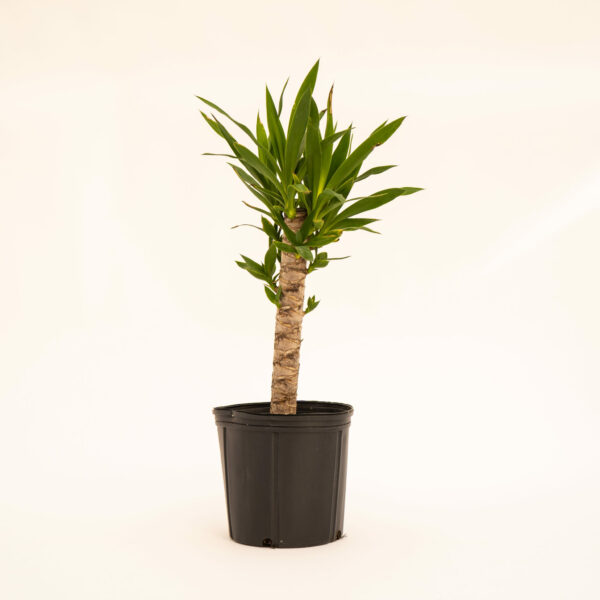 Yucca Tip - XL